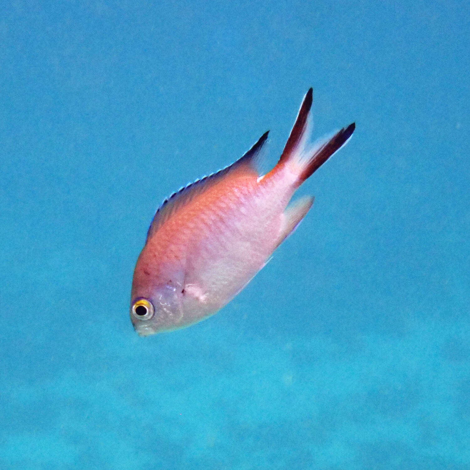 Image de Chromis norfolkensis Allen G. R. & Allen M 2021