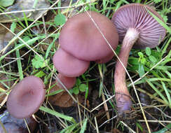 Image of Western Amethyst Deceiver