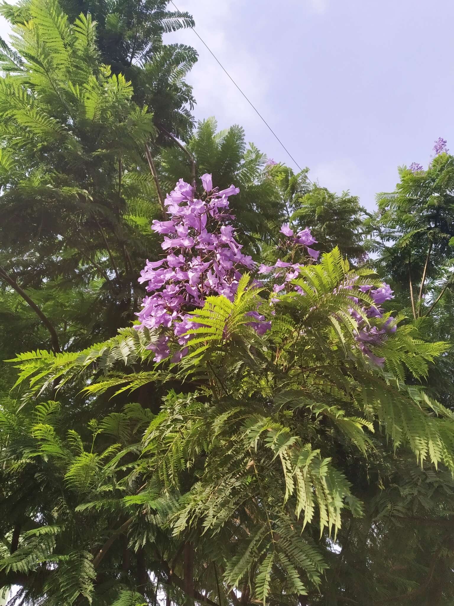 藍花楹的圖片