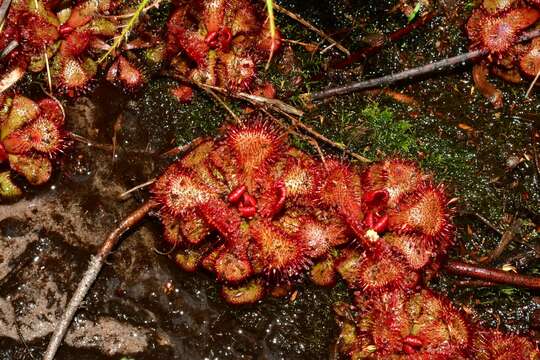 Image of Red sundew