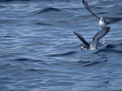 Image of Cook's Petrel