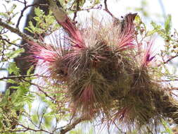 Image of Tillandsia magnusiana Wittm.