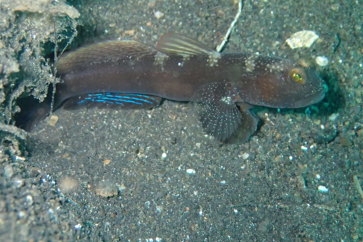 Image of Y-bar shrimp goby