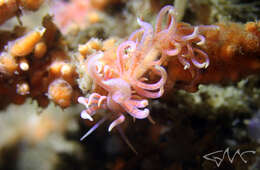 Image of Sea slug