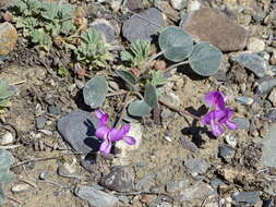 Image of Gueldenstaedtia monophylla Fisch.