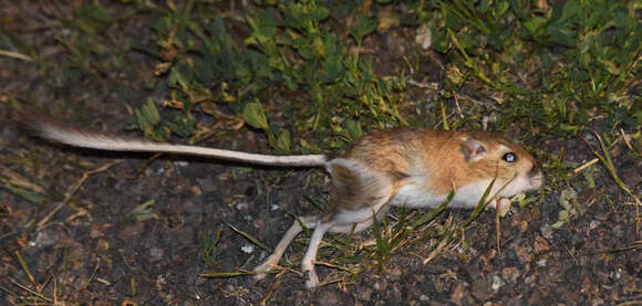 Image of Ord's Kangaroo Rat