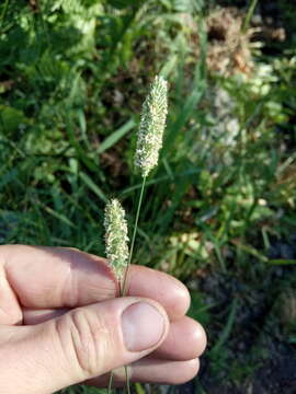 Image of Phleum pratense subsp. nodosum (L.) Trabut