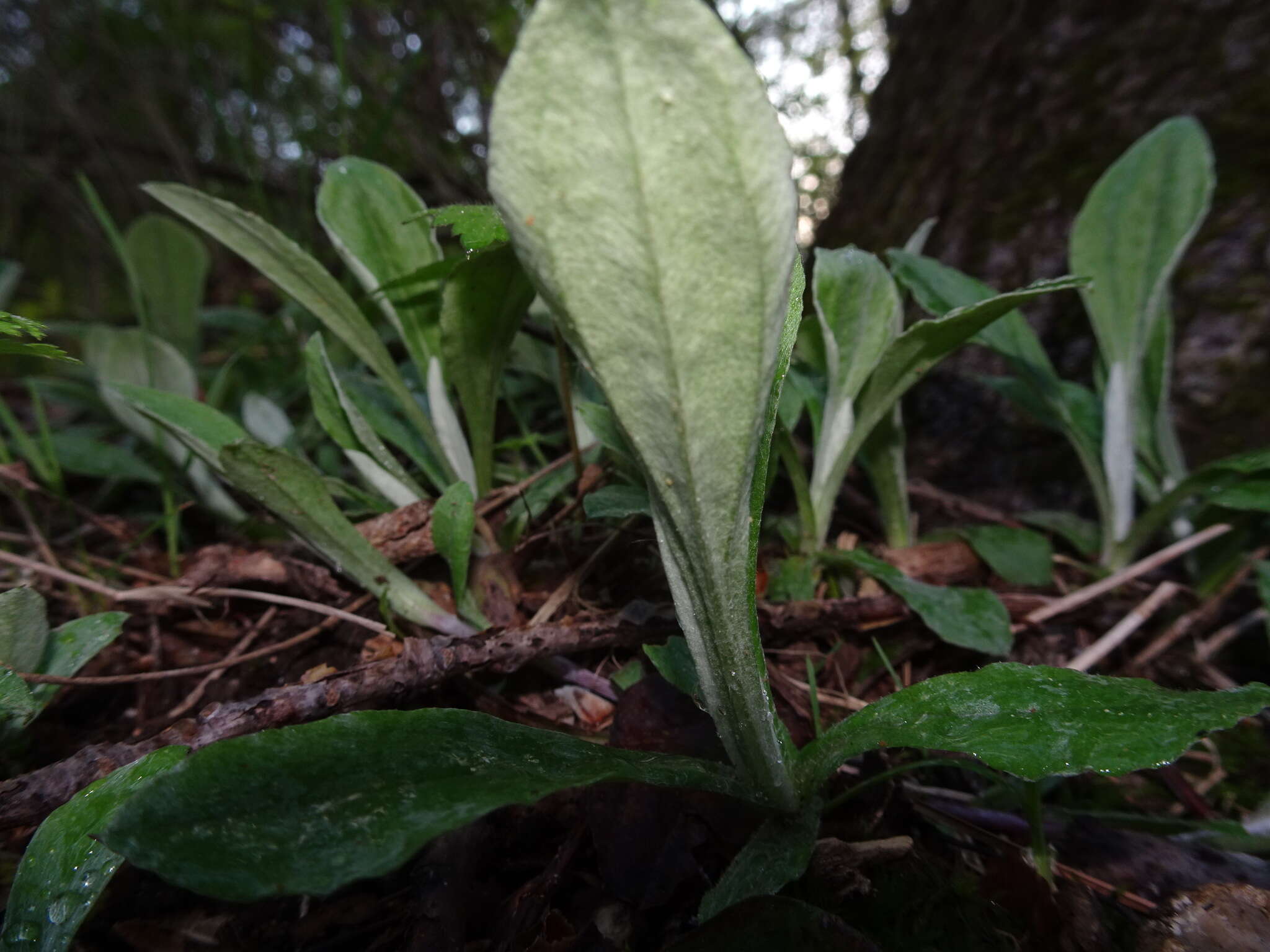 Imagem de Antennaria parlinii Fern.