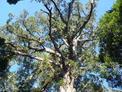 Image of Sickle-leaved Yellowwood