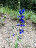 Слика од Penstemon mensarum Pennell