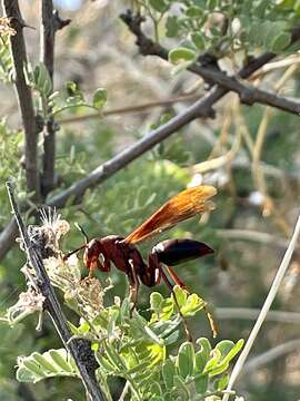 Image of Polistes major castaneicolor Bequard 1938