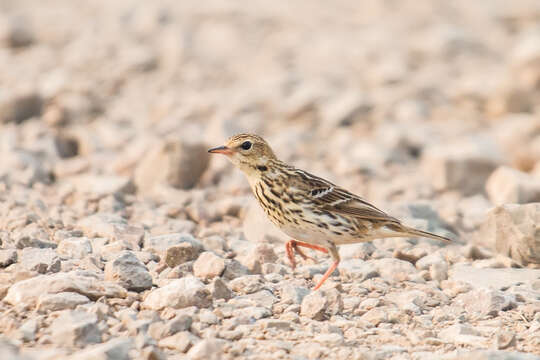 Image of Pechora Pipit