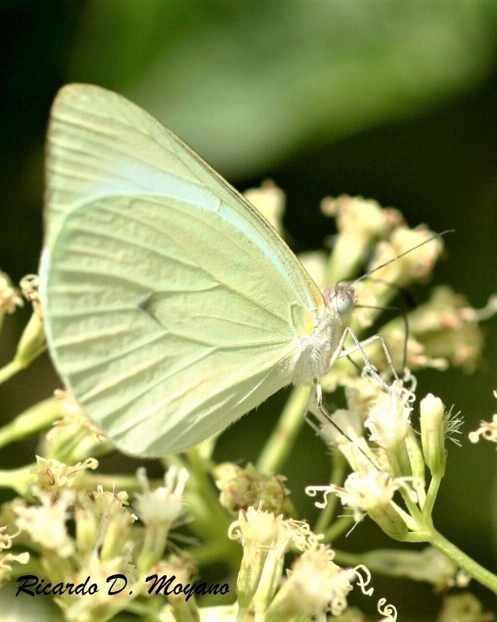 Image of Pseudopieris