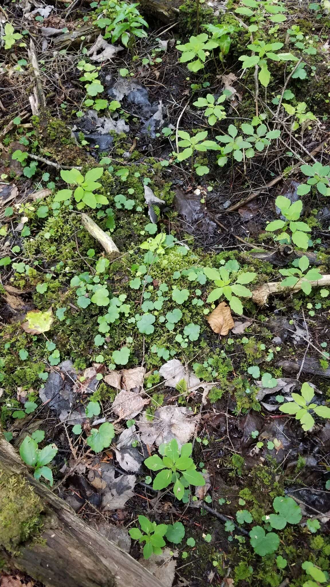 Image de Hydrocotyle americana L.