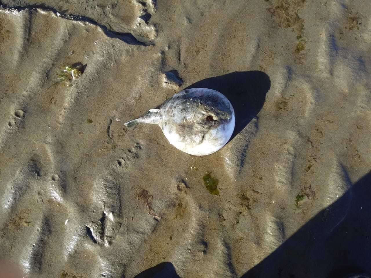 Image of Balloonfish