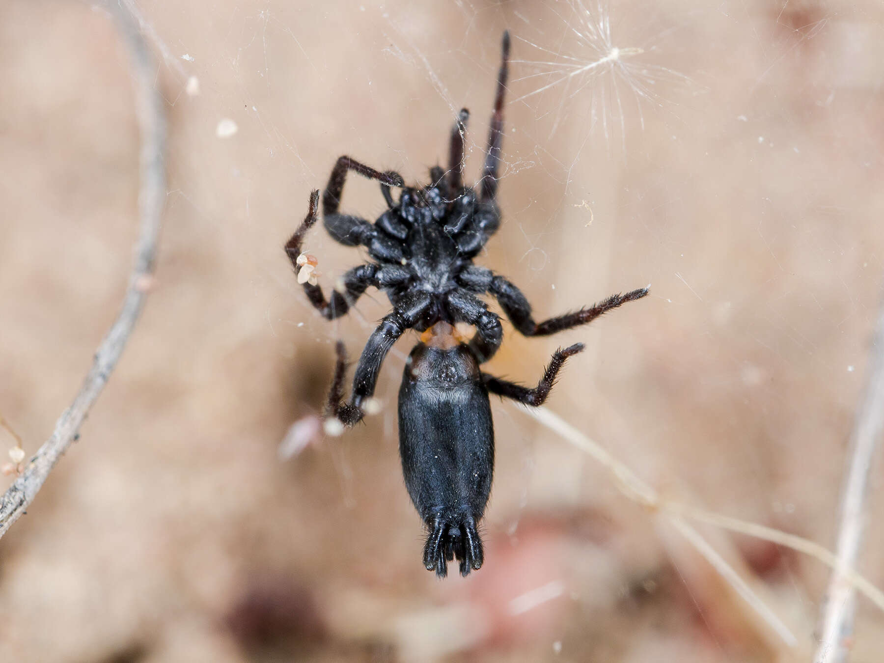 Image of Aphantaulax trifasciata (O. Pickard-Cambridge 1872)