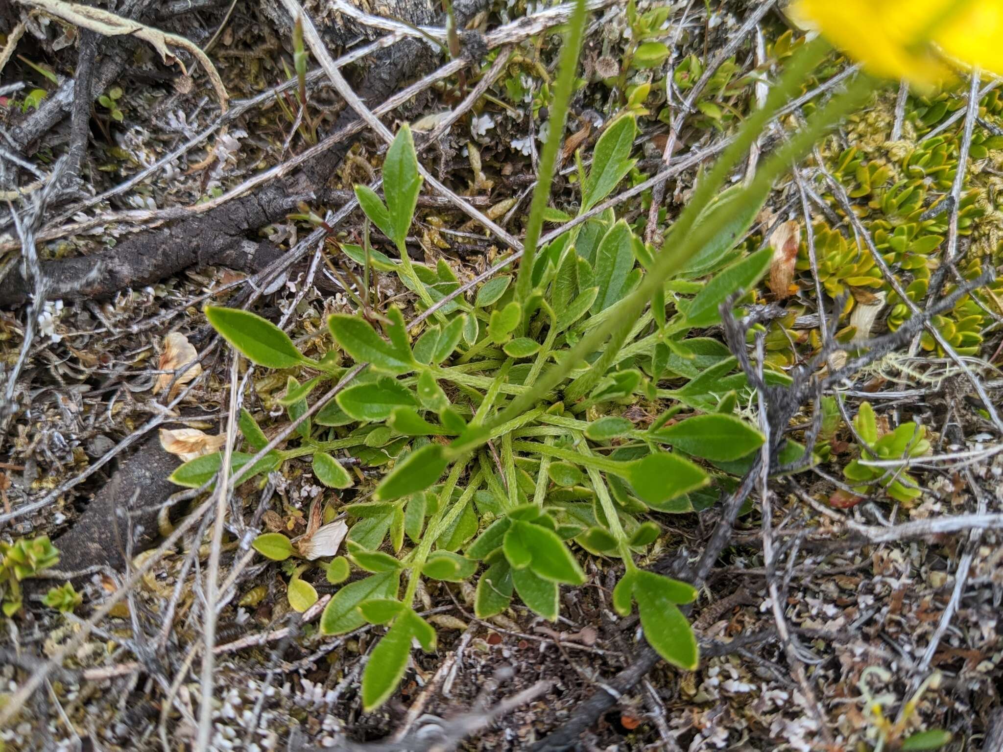 Image of Ranunculus pascuinus (Hook. fil.) Melville