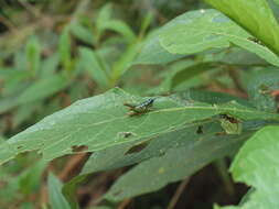 Galidacris variabilis Descamps & Amédégnato 1972的圖片