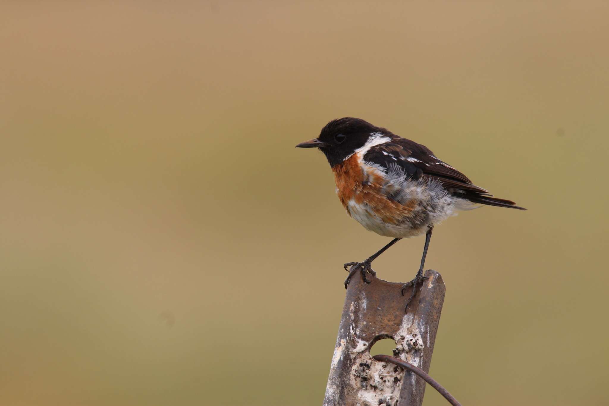 صورة Saxicola torquatus stonei Bowen 1931