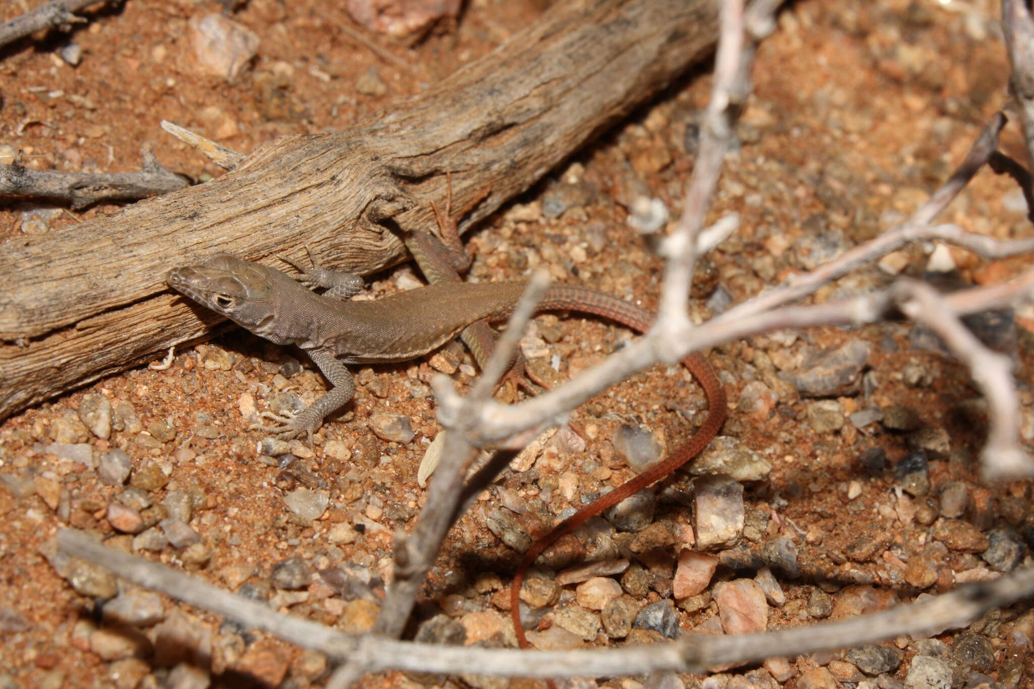 Plancia ëd Pedioplanis inornata (Roux 1907)