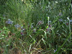 Image of Allium caeruleum Pall.