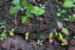 Image of Hemidactylus varadgirii Chaitanya, Agarwal, Lajmi & Khandekar 2019