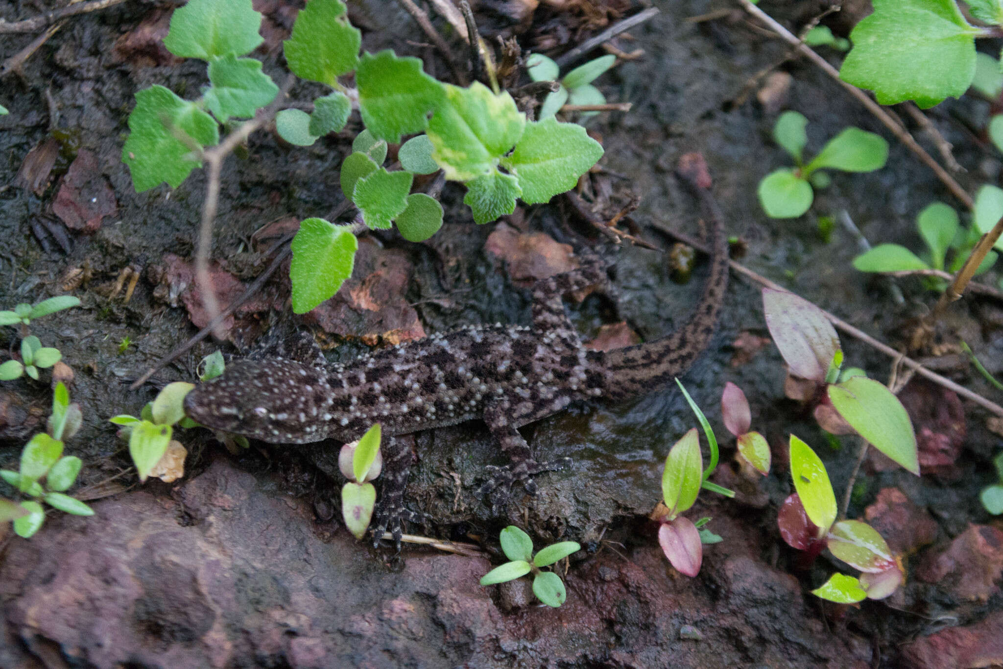 Image of Hemidactylus varadgirii Chaitanya, Agarwal, Lajmi & Khandekar 2019