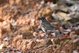 Image of Spot-winged Thrush