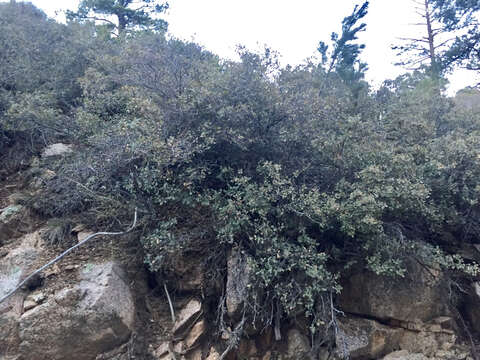 Image of Desert Scrub Oak