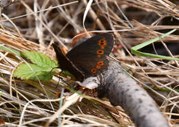 Image de Erebia jeniseiensis Trybom 1877