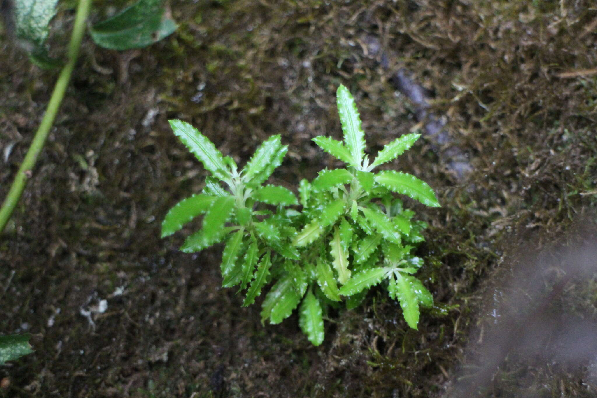 Image of Huperzia javanica (Sw.) Fraser-Jenk.