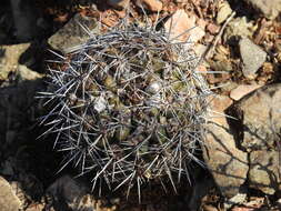 Image of Rebutia neocumingii subsp. lanata (F. Ritter) D. R. Hunt