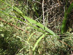 Image of Freesia grandiflora subsp. grandiflora
