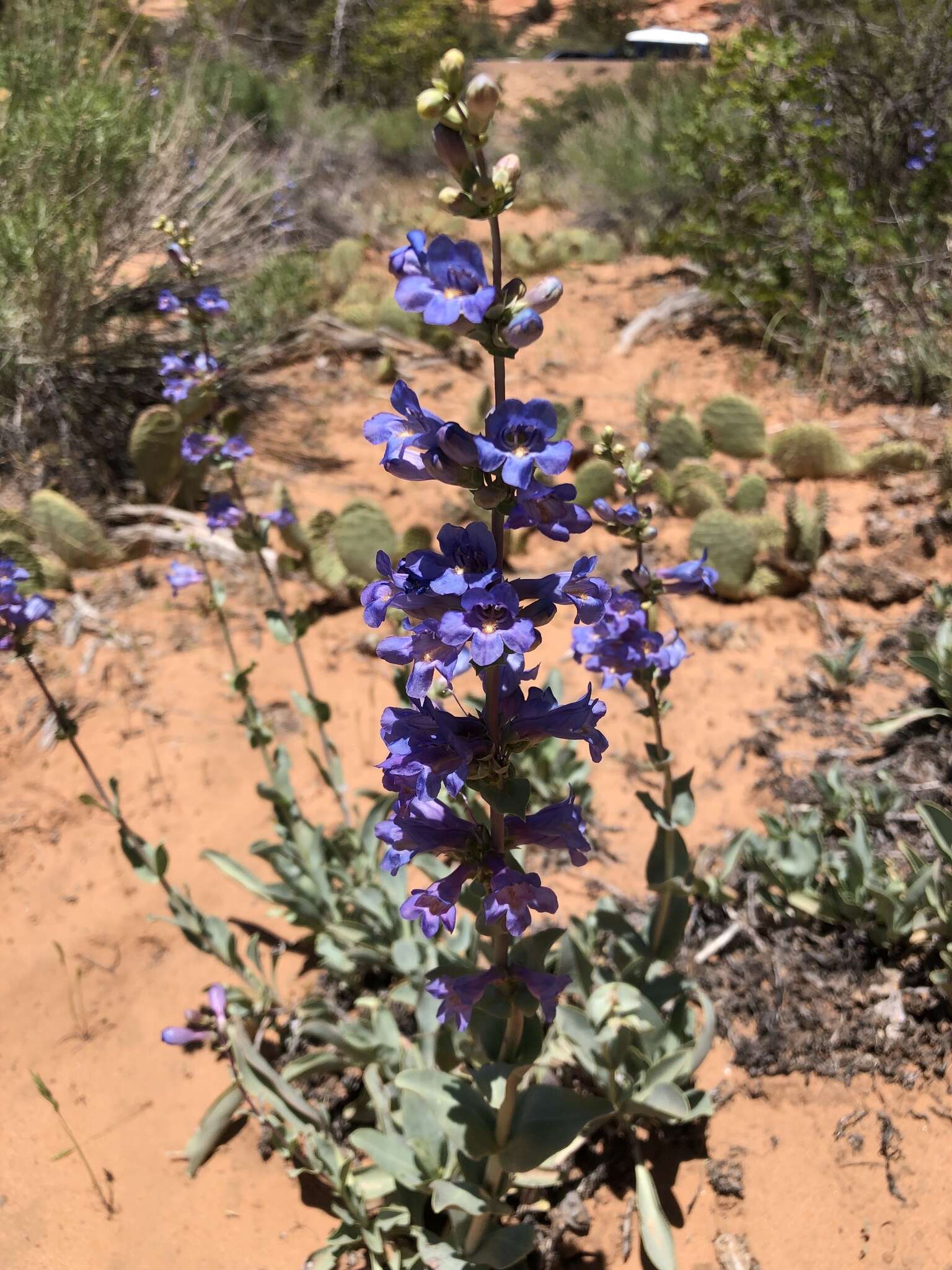 Sivun Penstemon pachyphyllus var. congestus (M. E. Jones) N. H. Holmgren kuva