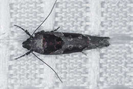 Image de Pseudochelaria scabrella Busck 1913