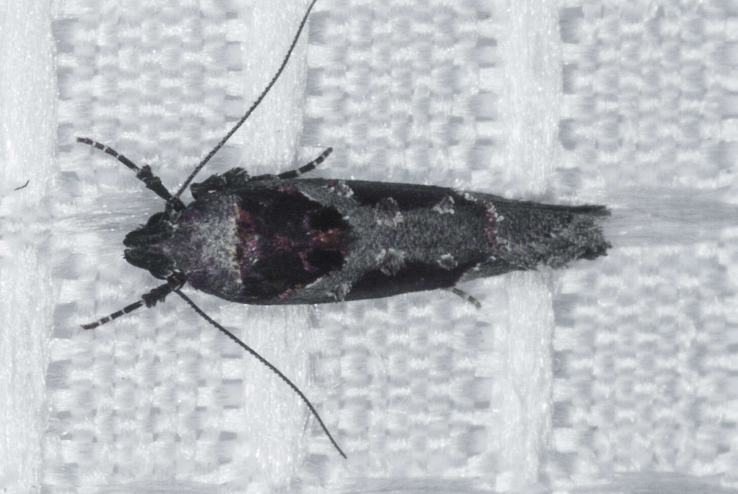 Image de Pseudochelaria scabrella Busck 1913