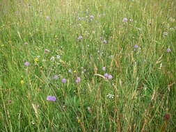 Image of Devil’s Bit Scabious