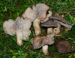 Imagem de Pseudotricholoma umbrosum (A. H. Sm. & M. B. Walters) Sánchez-García & Matheny 2014