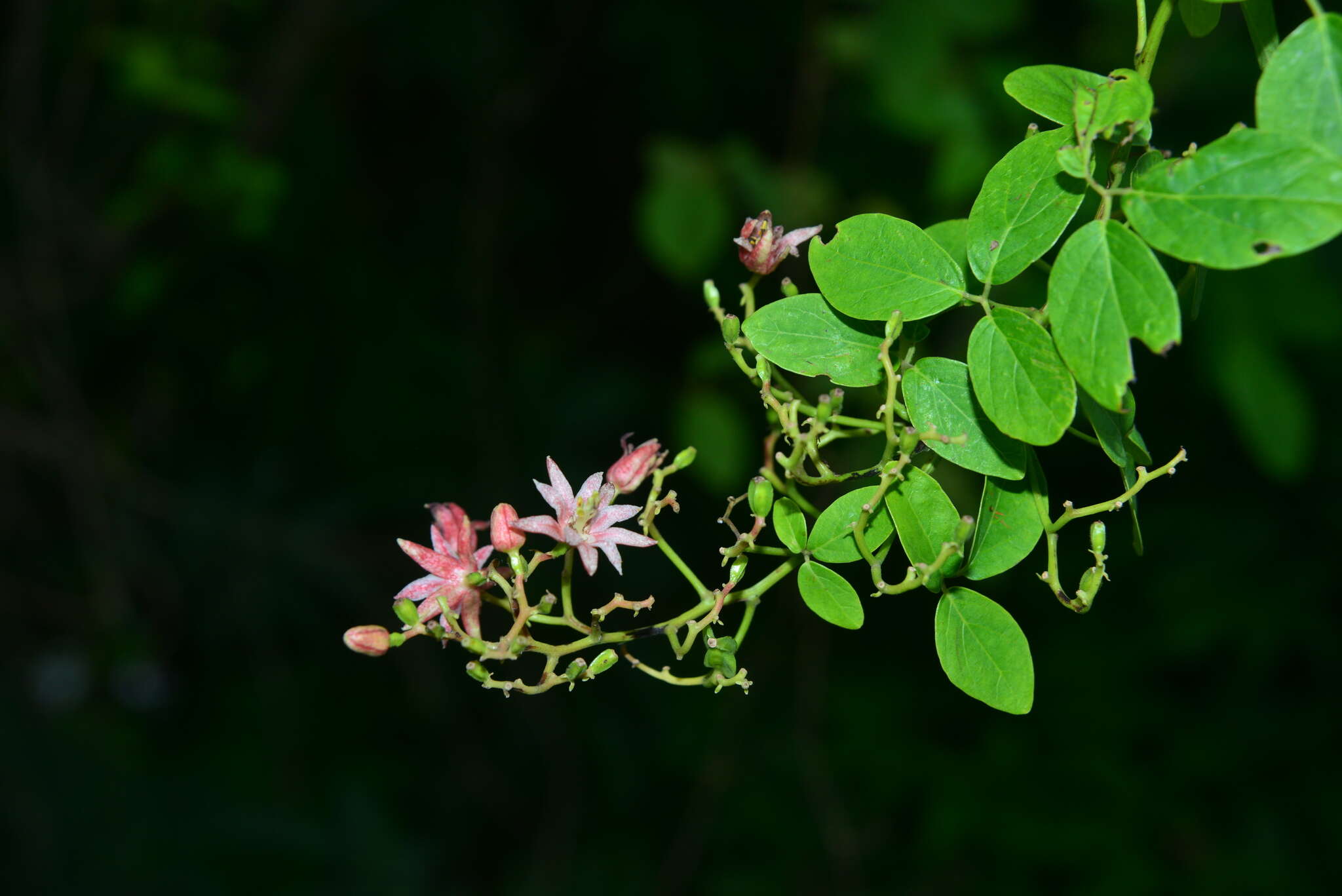 Illigera luzonensis (C. Presl) Merr. resmi