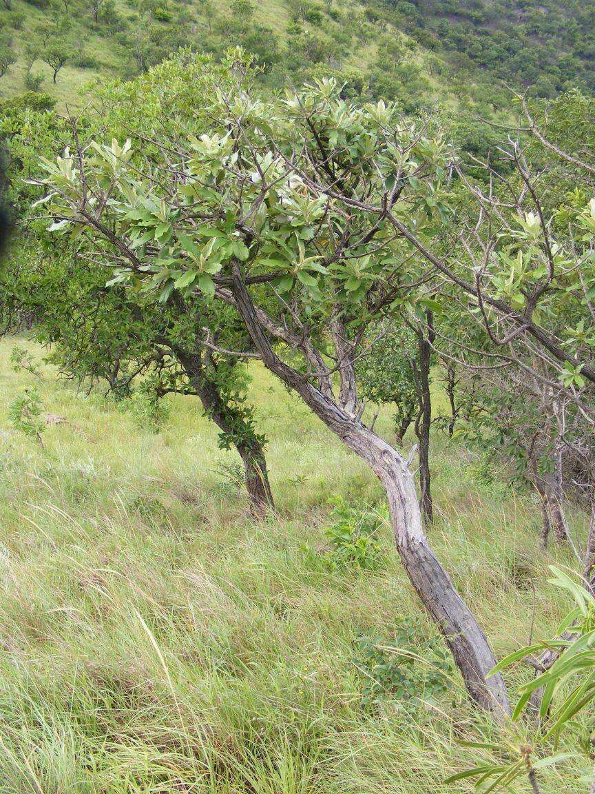 Image of Broad-leaved camphor bush