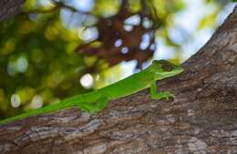 Слика од Anolis noblei Barbour & Shreve 1935