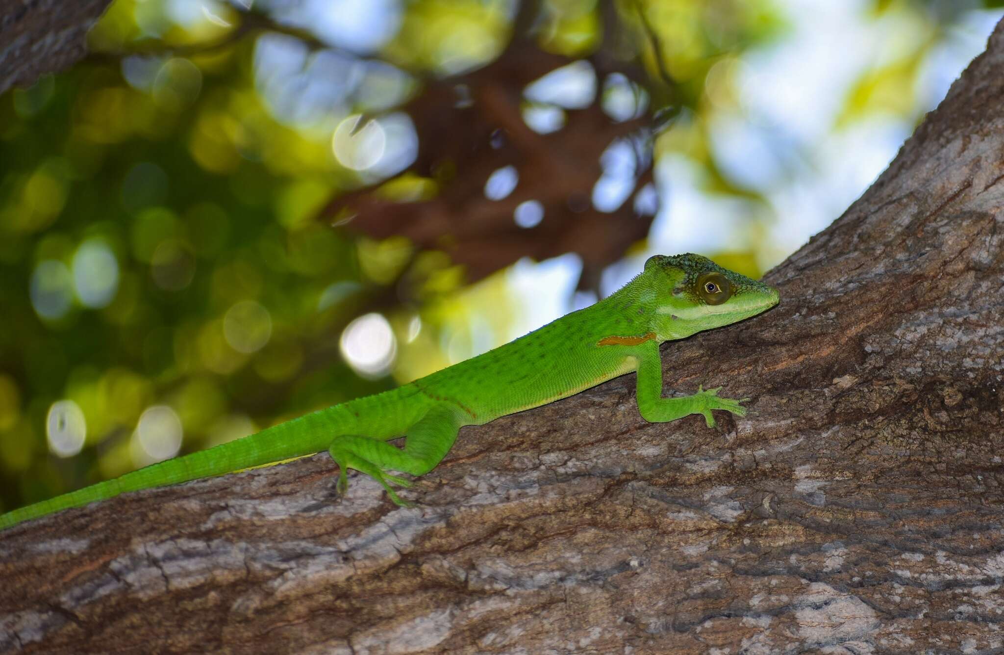 Слика од Anolis noblei Barbour & Shreve 1935