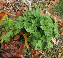 Image of common motherwort