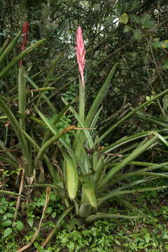 Image of Aechmea distichantha Lem.