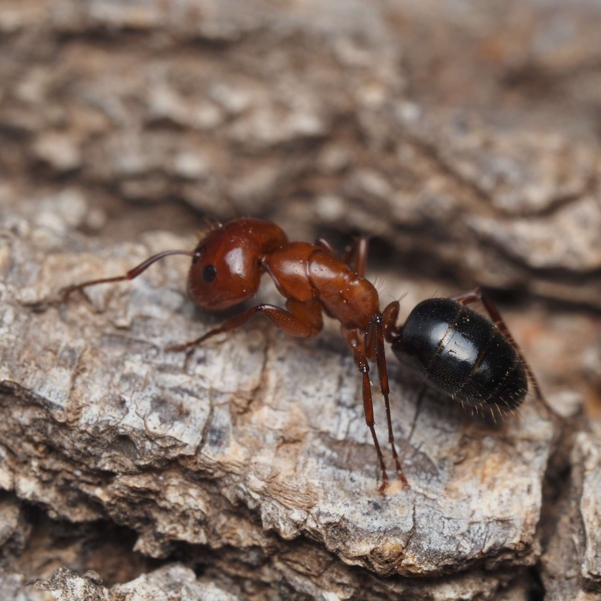 Image of Camponotus discolor (Buckley 1866)