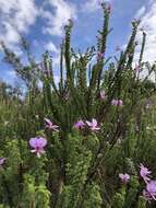 Image of Pelargonium crispum (Berg.) L'Her.