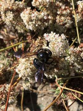 Image of Xylocopa californica diamesa Hurd 1954