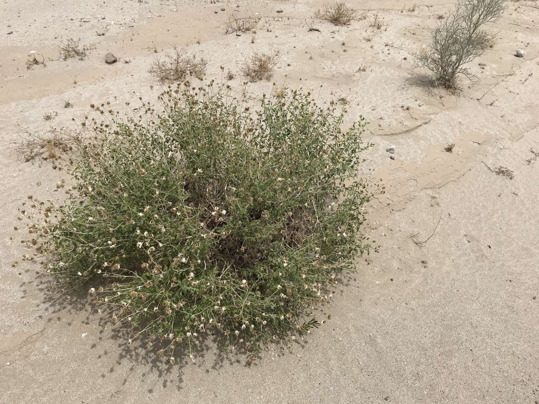 Sivun Encelia frutescens var. frutescens kuva