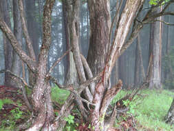 Imagem de Rhododendron quinquefolium Bisset & S. Moore