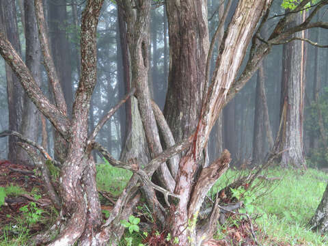 صورة Rhododendron quinquefolium Bisset & S. Moore